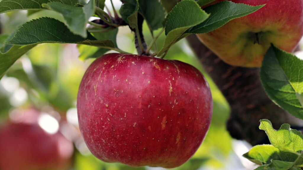 Apfel am Baum